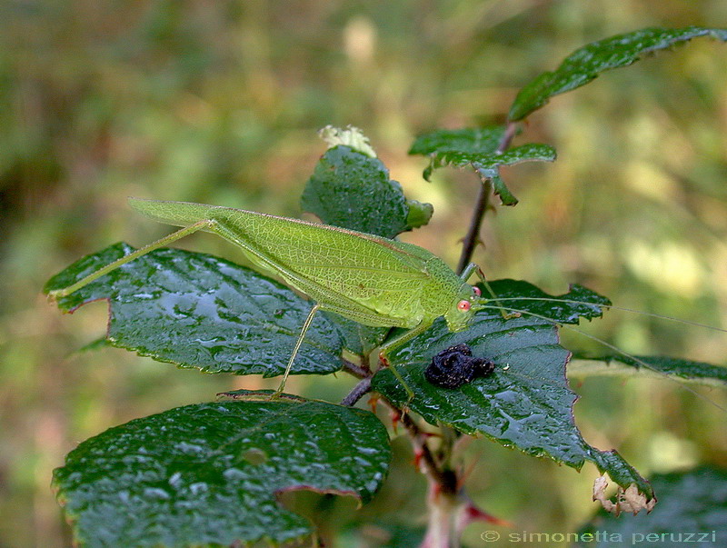 fam. Meconematidae